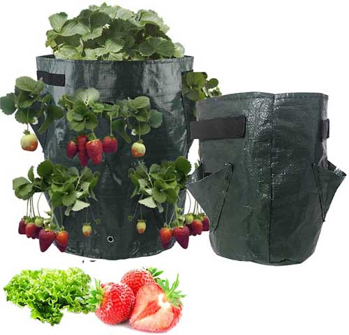 vrečka za gojenje jagod